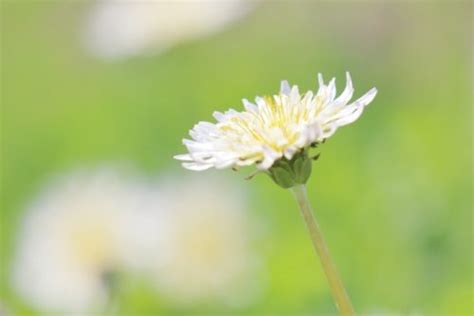 雛菊花|【雛菊(ヒナギク)のまとめ！】育て方や花言葉等8個。